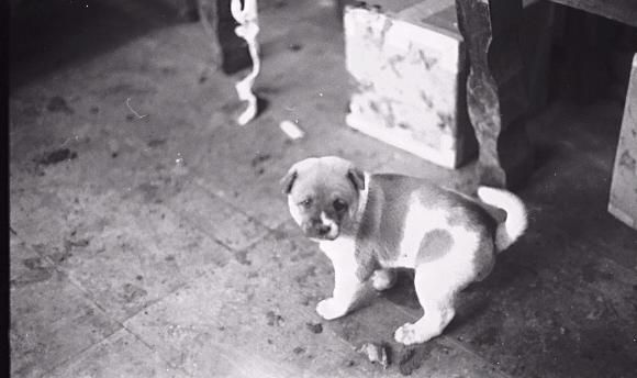 My puppy, Mutley